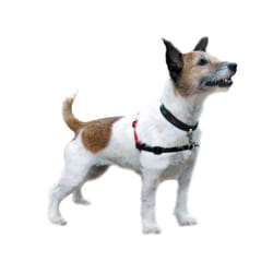 Company of Animals Harnais pour Chien Halti Noir/Rouge Taille S (36-64 cm)
