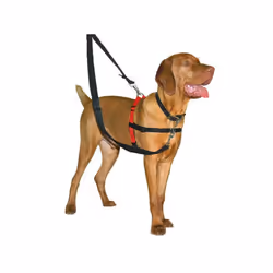 Company of Animals Harnais pour Chien Halti Noir/Rouge Taille M (58-86 cm)