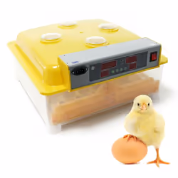 Une couveuse idéale pour les grandes séries. Grâce à une commande électronique, un réglage très précis de la température pres ...