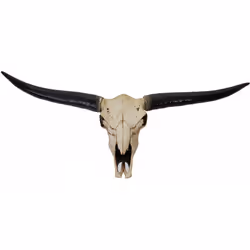 Crâne décoratif 132cm trophée tête de taureau longhorn en polyrésine, intérieur/extérieur couleur naturelle Vous cherchez une ...