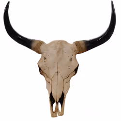 Crâne décoratif 45cm trophée tête de taureau longhorn en polyrésine, intérieur/extérieur couleur naturelle Vous cherchez une ...