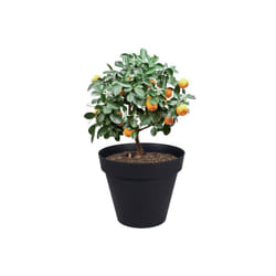 EDA - Pot de fleur Toscane Ø80 x 66 cm rond - 170L - Gris anthracite