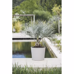 Poetic Element Extérieure Kit de plantation en pot Autonome Taupe - Vue supplémentaire 3
