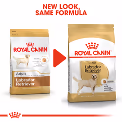 Royal Canin Labrador Retriever Adulte