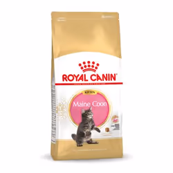 Royal Canin Maine Coon Kitten, Chatons, Maine coon, 10 kg, Antioxydants inclus