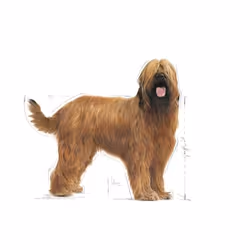 Royal Canin Maxi Dental Care 9 kg Adulte Maïs, Volaille, Riz, Légumes