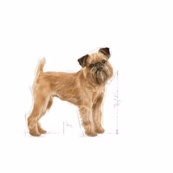 Royal Canin Mini Dental Care 3 kg Adulte Volaille