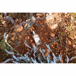 L'Occitane White Lavender 50ml Femmes