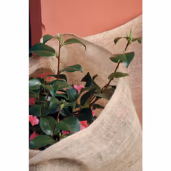 Nortene Natureroll film de protection des plantes Beige Tissu 200 g/m² - Vue supplémentaire 2