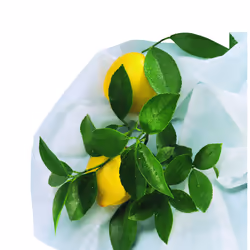 Nortene Hiversac film de protection des plantes Blanc Polypropylène (PP) 30 g/m² - Vue supplémentaire 2