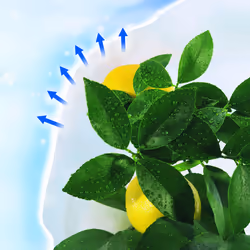 Nortene Hiversac film de protection des plantes Blanc Polypropylène (PP) 30 g/m² - Vue supplémentaire 3