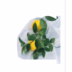 Nortene Hiverzip film de protection des plantes Blanc Polypropylène (PP) 50 g/m² - Vue supplémentaire 4