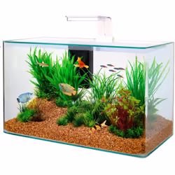 Description générale Aquarium de 32 litres conçu pour accueillir des poissons d'eau froide et exotiques. Son design élégant e ...