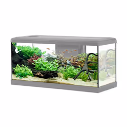 Aquarium poisson Tana LED 80cm gris - Zolux Gris
