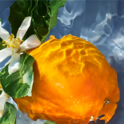Guerlain Aqua Allegoria Orange Soleia Femmes 75ml