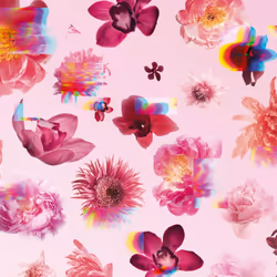 Flowerbomb eau de parfum vaporisateur 50 ml