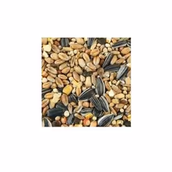 Gasco 3450553410158, Graines, 5 kg