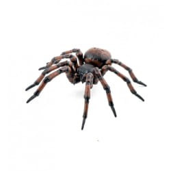 Papo Araignée commune