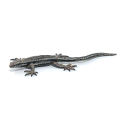 Papo Lézard commun