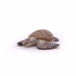 Papo Tortue caouanne