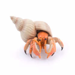 Papo Hermit crab