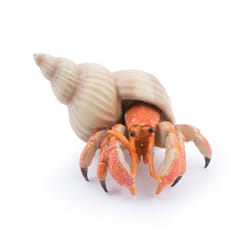 Papo Hermit crab
