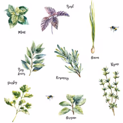 Stickers - Herbes - Hauteur 22,9 cm Retrouvez cet ensemble de stickers muraux à coller. Ces stickers sont parfaits pour n'imp ...