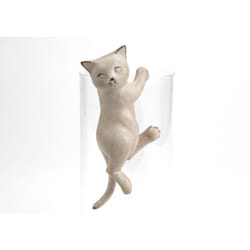 Amadeus - Chat suspendu crème