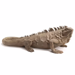 Découvrez l'élégance naturelle incarnée dans chaque détail de l'Iguane Colorado de chez Amadeus. Fabriqué avec soin à partir  ...