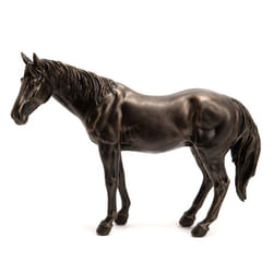 Cheval Colorado - Amadeus