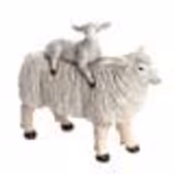 Mouton maman et bébé - Amadeus
