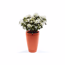 Parrot PF901001, Orange, 20,5 cm, 312 mm, 1,5 kg