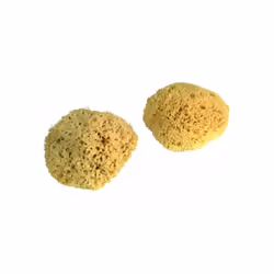 Description commerciale Eponges naturelles de mer nettoyées et propre. Trés souples et trés absorbantes. Description techniqu ...