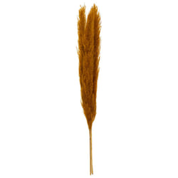 Pampa naturel ocre H110cm x3