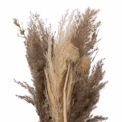 Bouquet de Fleurs Séchées  Pampa  58cm Naturel