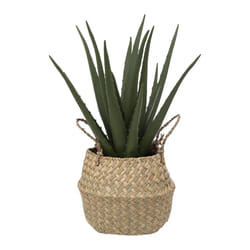 Aloe avec pot naturel H37cm beige