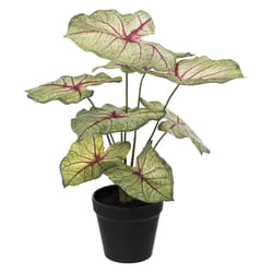 Caladium H41 vert clair en pot plastique