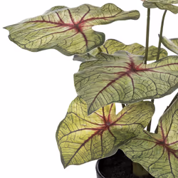 Caladium H41 vert clair en pot plastique