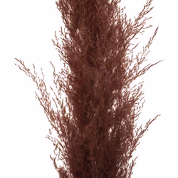 Pampa naturel rubis H110cmx3