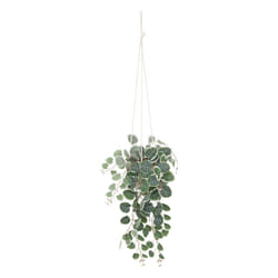 Plante Suspendue en Pot  Lour  80cm Blanc & Vert