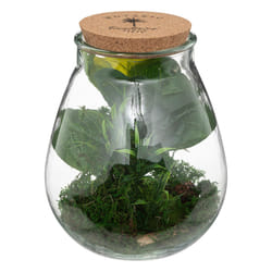 Terrarium "Bota", verre, H29,5 cm