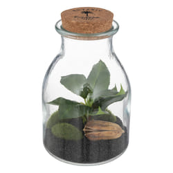 Atmosphera 193718 plante artificielle