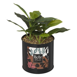 Atmosphera 193833 plante artificielle