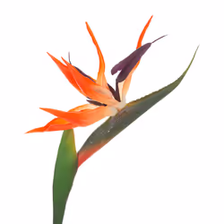 Atmosphera 193803 plante artificielle