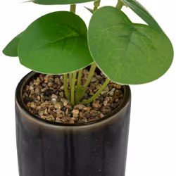 Plante Artificielle en Pot  Reac  16cm Noir & Vert
