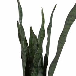 Atmosphera 196696 plante artificielle
