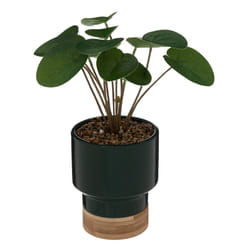 Plante Artificielle en Pot  Col  26cm Vert Foncé