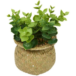 Plante pot nat jil ass H18BOX Atmosphera créateur d'intérieur