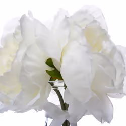 Composition Florale & Vase  3 Pivoines  Verre 25cm Transparent