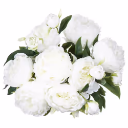 Bouquet de 13 pivoines blanches H50